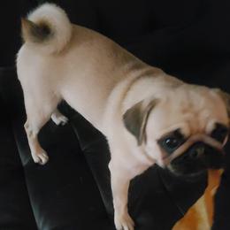 Pugs from Sue's Pugs