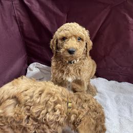 Goldendoodle and Poodle Puppies from Ransone’s Ridge Runners Poodles and Doodles