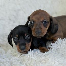 Monza - Black and tan female Dachshund puppy in Crystal, Michigan from Mare-Bella Smoothcoat Edition