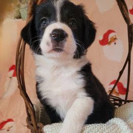Blessing - Black and white female Border Collie puppy in Watsontown, Pennsylvania from Kate Gresham