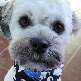 Havanese from HillCountry Havanese