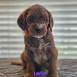 Honey - Red  female Goldendoodle puppy in Summerville, South Carolina from Channys Doodles
