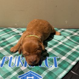 Green Mini - Red  female Goldendoodle puppy in Winston Salem, North Carolina from Shihtzuandoodlenc.LLC