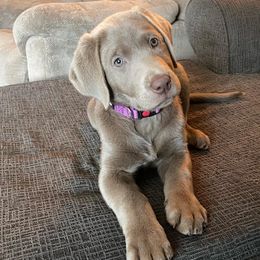 Dilute Retriever Puppies from MBR Labradors