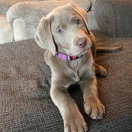 Dilute Retriever Puppies from MBR Labradors