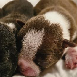 Boy 3 - Seal and white male Boston Terrier puppy in South Of Boston, Massachusetts from Boston Collections