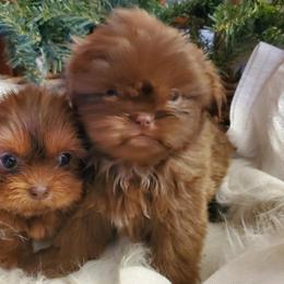 Chocolate Girl (right) - Chocolate female Shih Tzu puppy in Hillsdale, Michigan from Prairie Fen Farm
