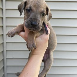 Purple Collar - Fawn female Great Dane puppy in Kimball, Michigan from Starlight Danes