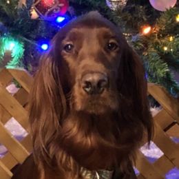 Porsche - Irish Setter