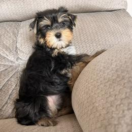Yorkshire Terrier puppies from Elite Yorkies AZ
