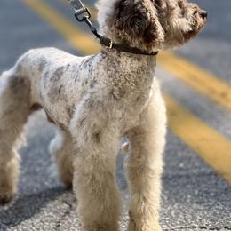 Old English Sheepdog, Poodle, Sheepadoodle, and Yorkipoo All Grown Up from Love Tallulah Sheepadoodles LLC