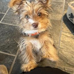 Yorkshire Terrier Puppies from Hip Hoppin Yorkies