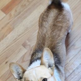 Pembroke Welsh Corgi Puppies from Top-Notch Paws