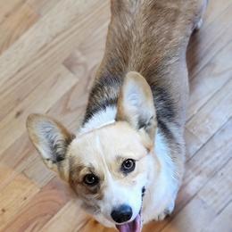 Pembroke Welsh Corgi Puppies from Top-Notch Paws