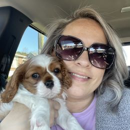 Cavalier King Charles Spaniel Puppies from Cassie’s Cavaliers