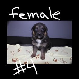 Female 4 - Bi-color German Shepherd puppy in Snellman, Minnesota from Catensrd