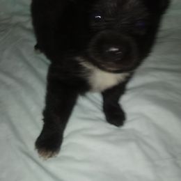 Pomeranian Puppies from Azur Pomeranians
