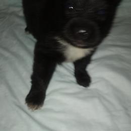 Pomeranian Puppies from Azur Pomeranians