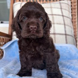 Peanut - Brown male Cocker Spaniel puppy in Corcoran, California from Sweetheart Cockers