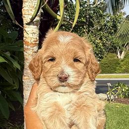 Girl 2 - Apricot female Goldendoodle puppy in San Diego, California from Goldendoodles & Poodles of San Diego