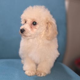 Boy 2 - White male Poodle puppy in Lawton, Oklahoma from My Precious Toy Poodles
