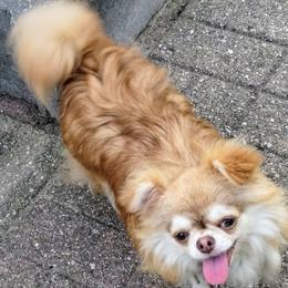 Alondra - Chihuahua