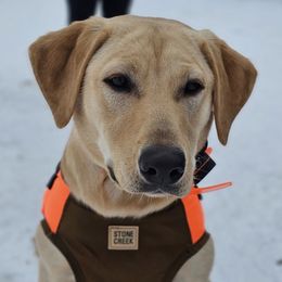 Labrador Retriever puppies from Three Springs Retrievers