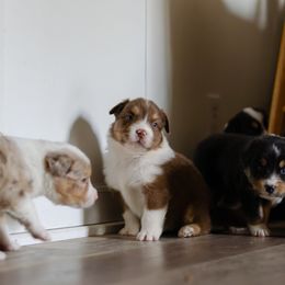 Australian Shepherd puppies from Haven Aussies