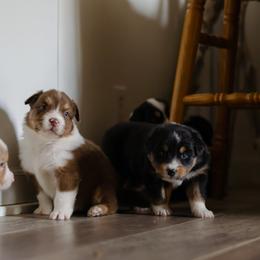 Australian Shepherd puppies from Haven Aussies