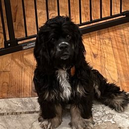 Winnie - Cocker Spaniel