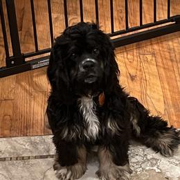 Winnie - Cocker Spaniel