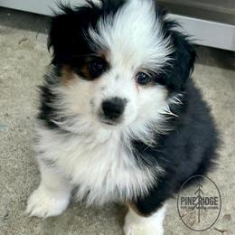 Kayak - Black tri male Toy Australian Shepherd puppy in Bristow, Iowa from Pine Ridge Toy and Mini Aussies