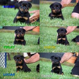 5th pick male - Black and rust male Rottweiler puppy in Frazeysburg, Ohio from Mountain High Kennels