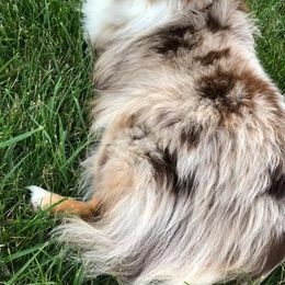 Australian Shepherds, Miniature Australian Shepherds, and Toy Australian Shepherds from Crazy Acres Aussies