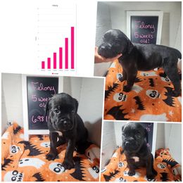 Felony (black brindle) - Black brindle female Cane Corso puppy in Manitowoc, Wisconsin from Sinner & Saint Cane Corso