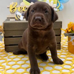 Green - Chocolate male Labrador Retriever puppy in Heath Springs, South Carolina from Rich Hill Retrievers