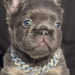 French Bulldogs from Fluffy frenchie cartel