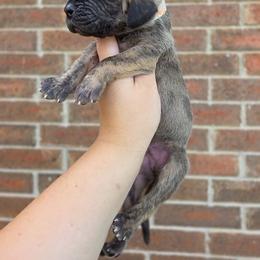 Peeves - Brindle male Great Dane puppy in Arlington, Texas from Scoober Danes