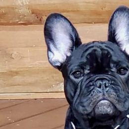 French Bulldogs from Belleame French Bulldogs