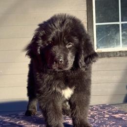 Blue Collar - Black female Newfoundland puppy in Squaw Valley, California from Bear Mountain