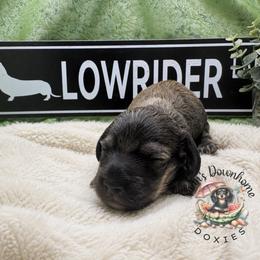 Tator - Piebald male Dachshund puppy in Hockley, Texas from Shans Down Home Doxies