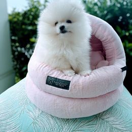 Pomeranian Puppies from Kouture Pomeranians