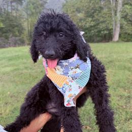 Hazel - Black female Goldendoodle puppy in Jasper, Georgia from Harrington Doodles & Poodles
