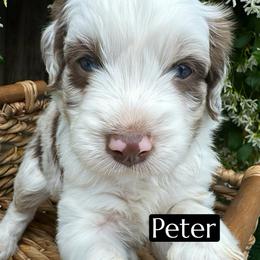 Peter - Red merle male Aussiedoodle puppy in Bakersfield, California from Annie's Aussies