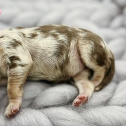 Evangeline - Red merle Aussiedoodle puppy in Chattanooga, Tennessee from Remedy Ridge Aussiedoodles
