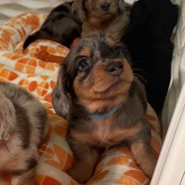 Lemur - Dapple male Dachshund puppy in Federal Way, Washington from TopTeckel Kennels
