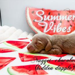 Nugget - Cream female Dachshund puppy in Prairieville, Louisiana from Southern Barron Danes & Dachshunds