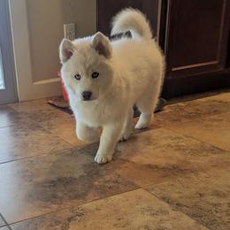 Siberian Husky Puppies from Funky Farm AKC Siberian Huskies Kennel
