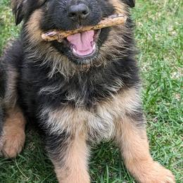 German Shepherd Puppies from League of Shepherds