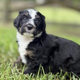 Fluttershy - Tri-color female Bernedoodle puppy in Montverde, Florida from Central Florida Bernedoodles